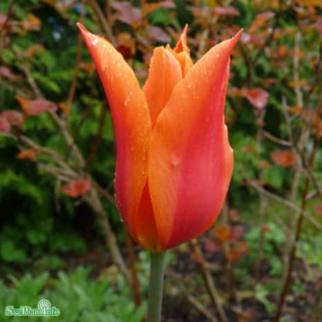 liljeulpan-ballerina-8st-3