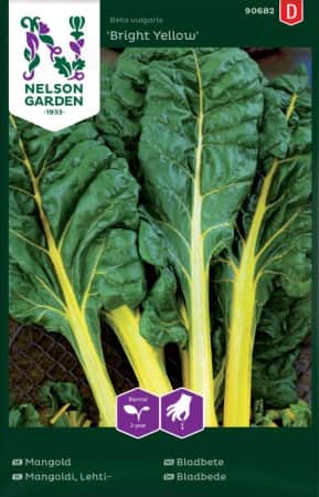 mangold-bright-yellow-1