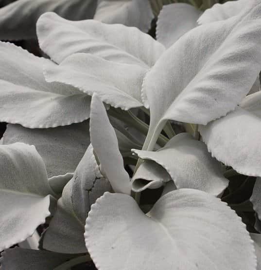 silverstnds-angel-wings-12cm-kruka-1