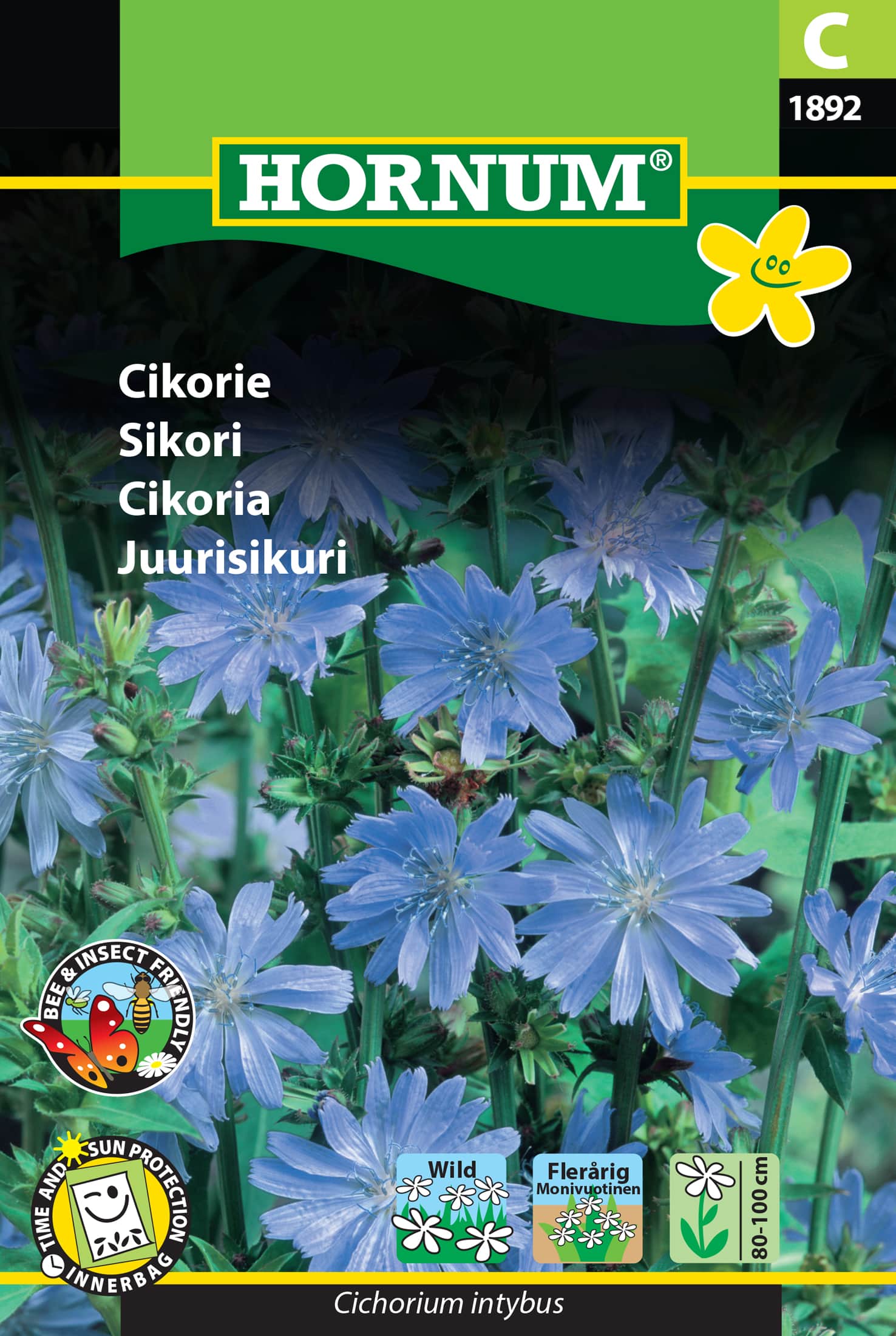 cikoria-1