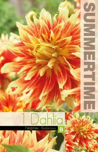 dekorativ-dahlia-bodacious-1st-1
