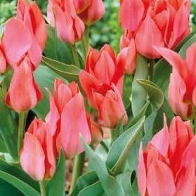 multi-flowering-tulpan-toronto-5st-1