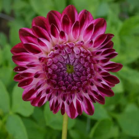 boll-dahlia-caproz-pizzazz-1st-1