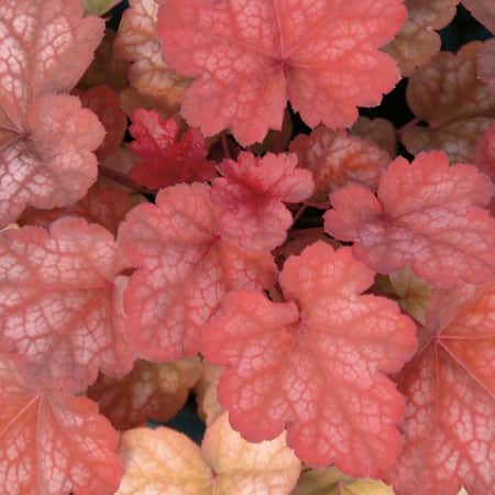 alunrot-amber-lady-12cm-kruka-1