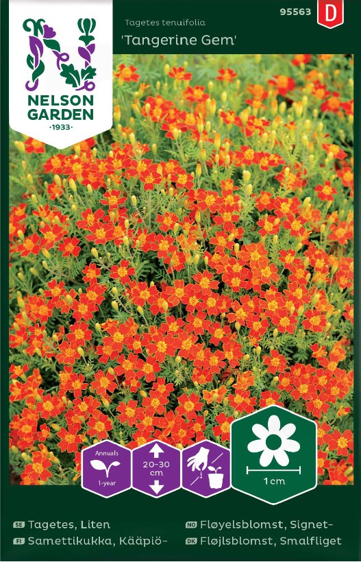 Tagetes ’Tangerine Gem’ frö