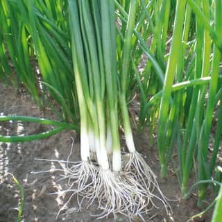 salladslk-green-banner-f1-1