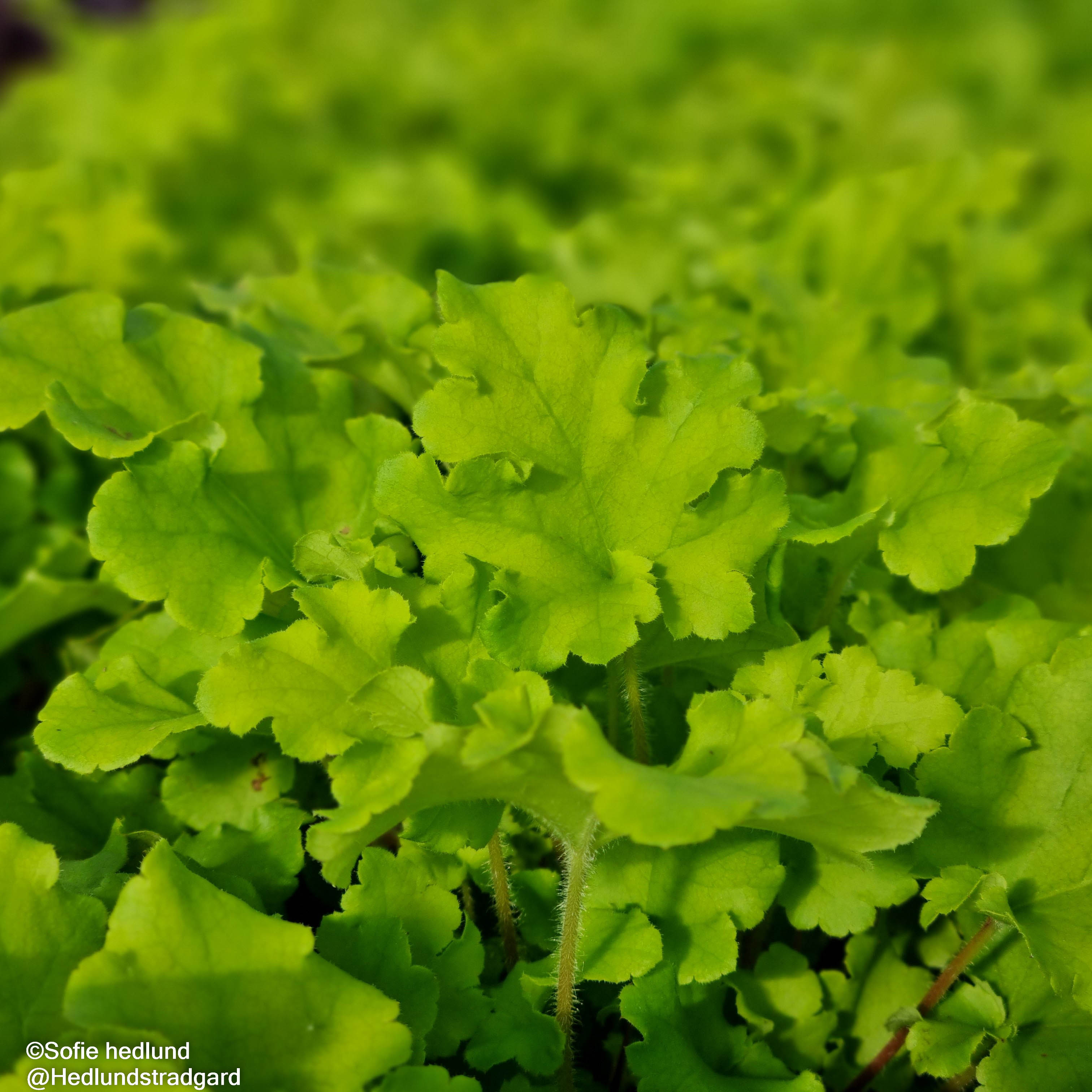 Alunrot 'Lime Marmalade' 12cm kruka