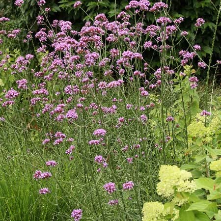 jtteverbena-violet-blue---3-plantor-1