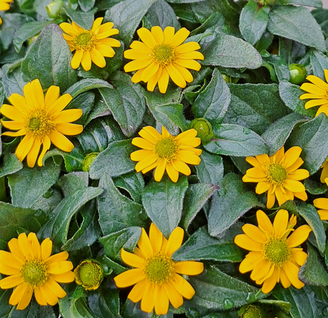 husarknapp-sanvitalia-yellow-105cm-kruka-1