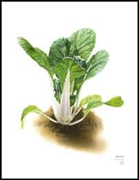 farbror-grn-poster-pak-choi-1