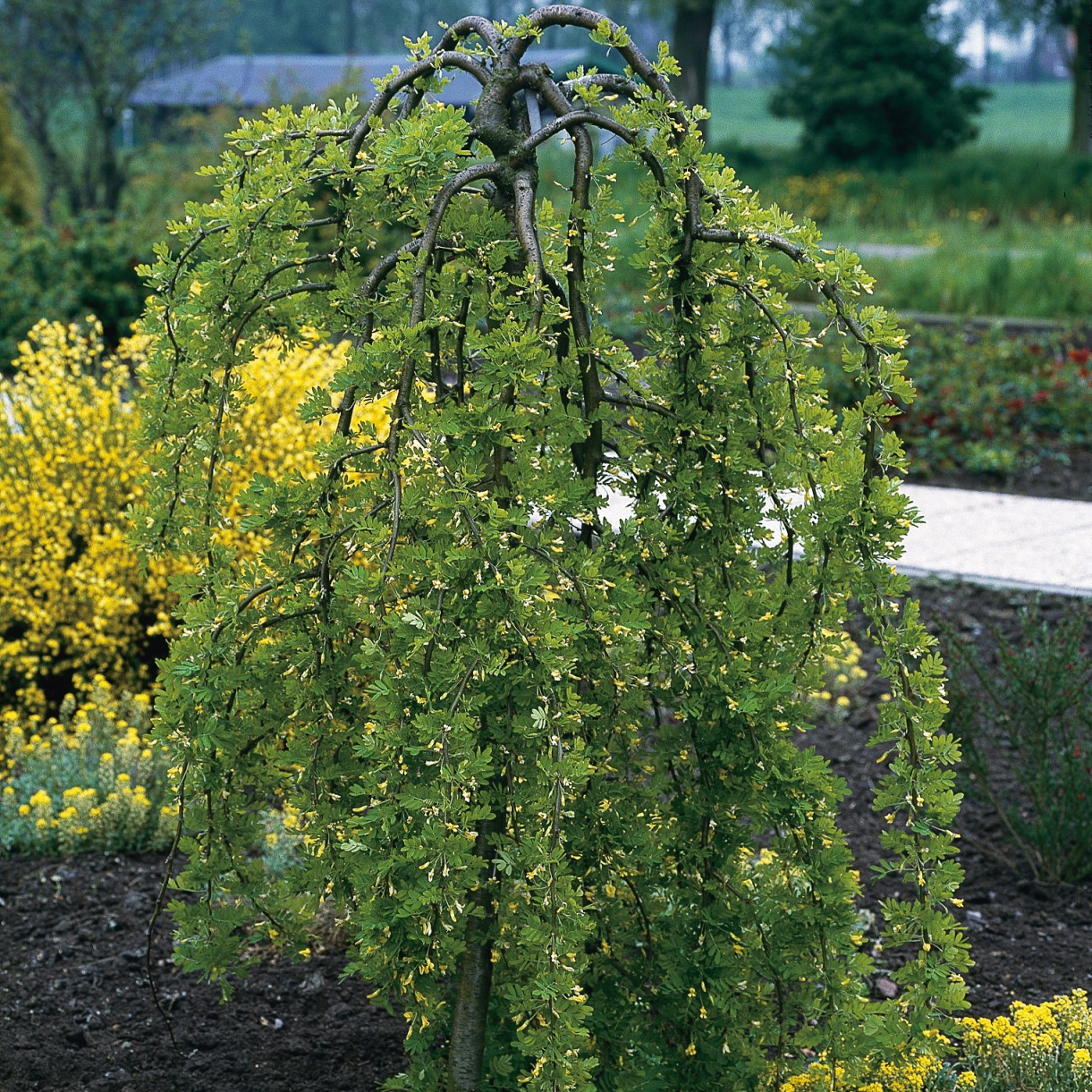 Hängkaragan ’Pendula’ Sh 100-120 co