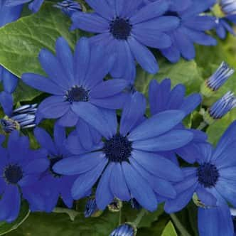 cineraria-senetti-super-blue-12cm-kruka-1