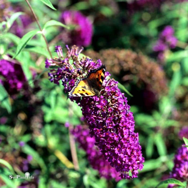 syrenbuddleja-nanho-purple-3-35-l-1