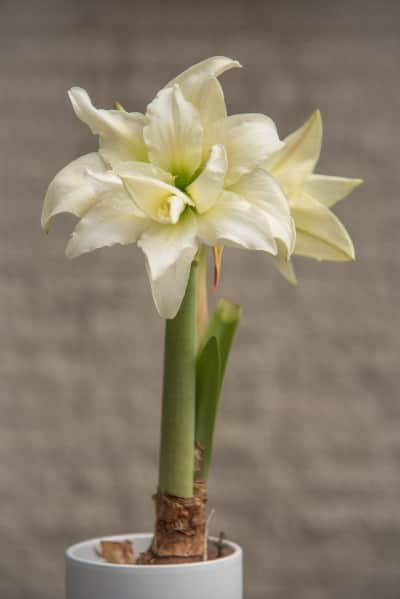 amaryllis-ice-queen-1st-1