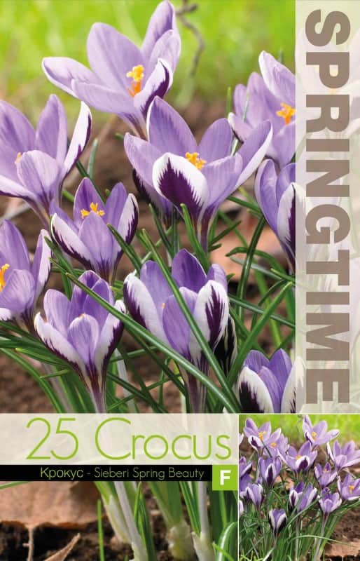 sardinienkrokus-spring-beauty-25st-1