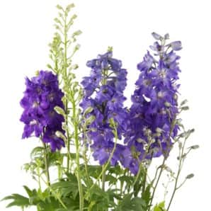 trdgrdsriddarsporre-dignity-blue-shades-1
