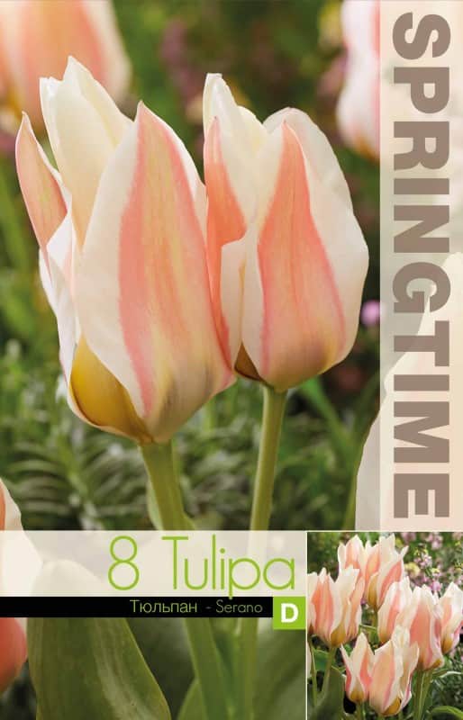 multi-flowering-tulpan-serano-8st-1