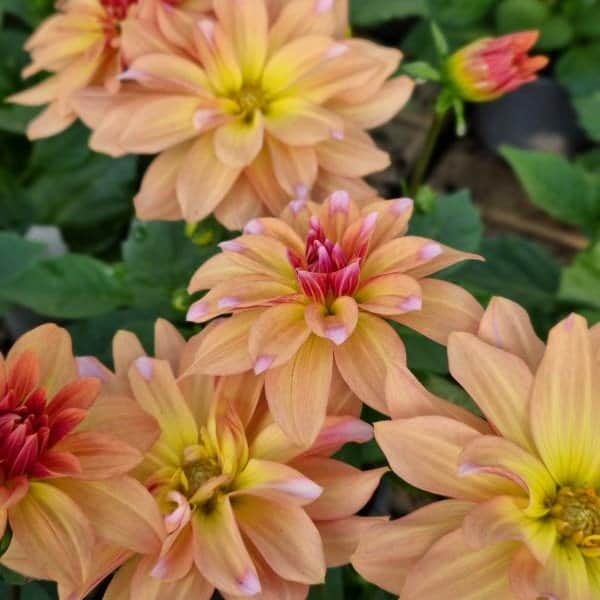 sommardahlia-hypnotica-vintage-105cm-kruka-1