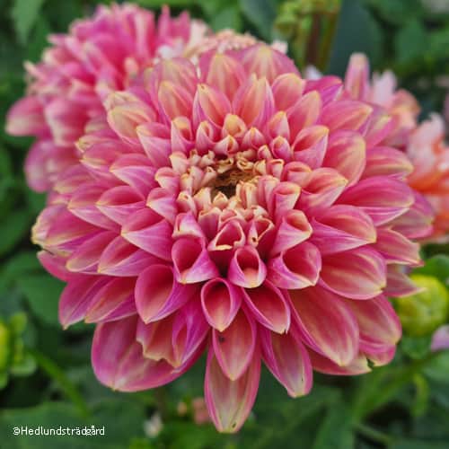 dekorativ-dahlia-milena-fleur-1st-1