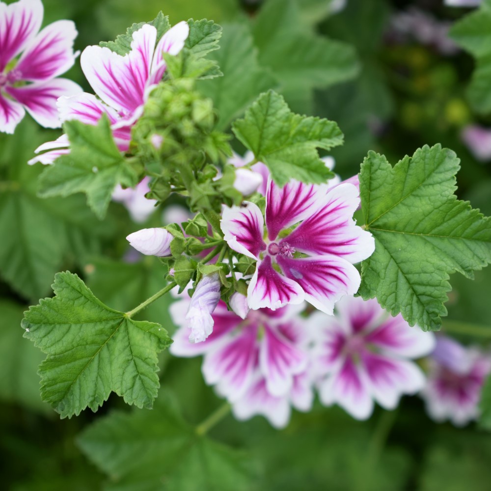 Rödmalva ’Zebrina’ 9cm kruka