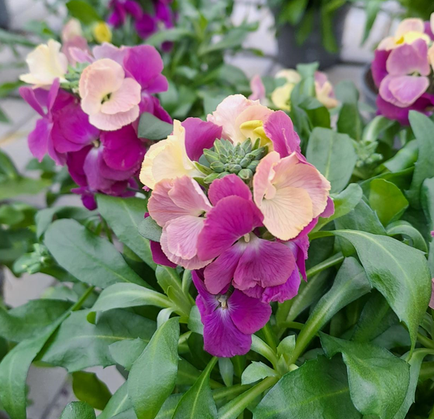 gyllenlack-winter-orchid-12cm-kruka-1