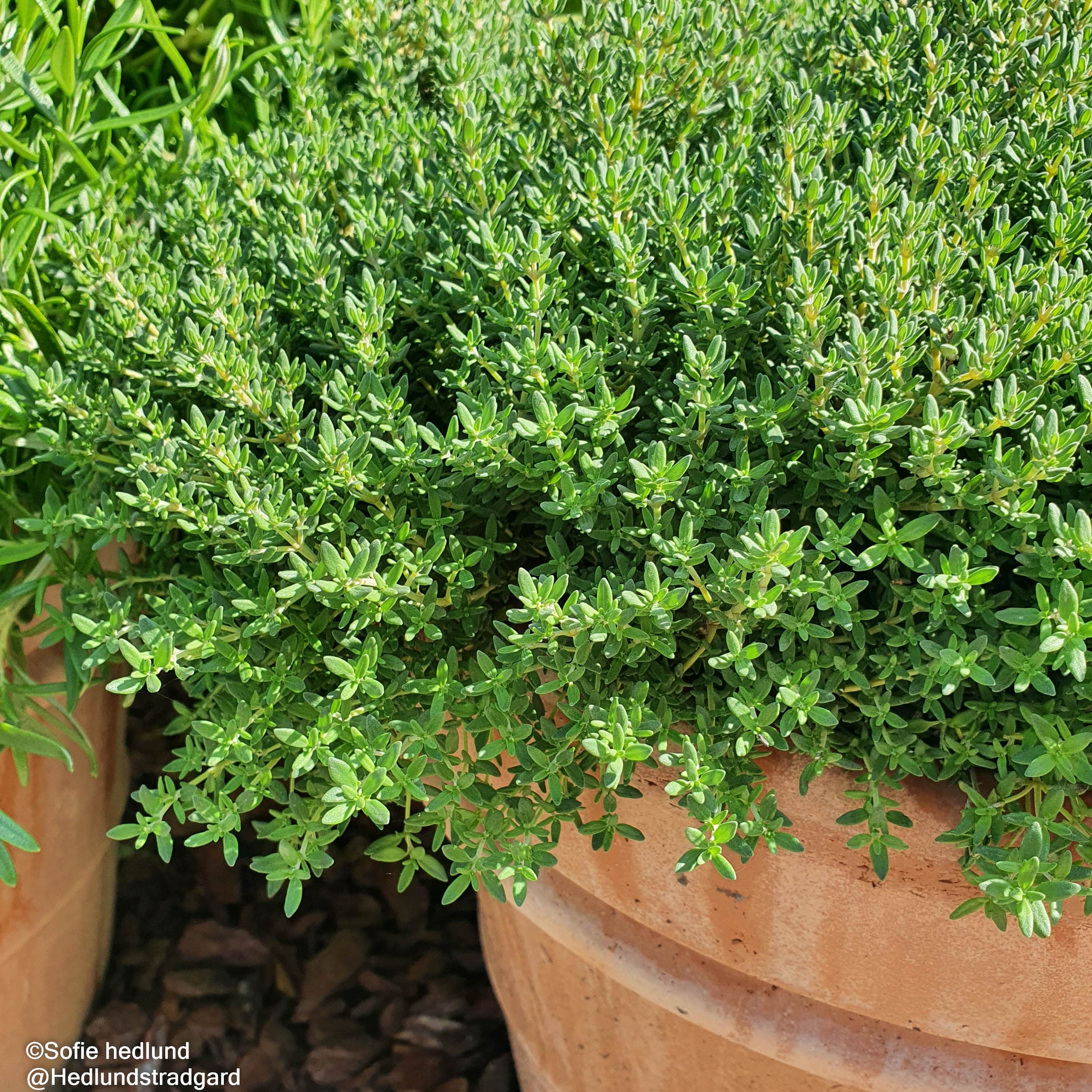 kryddtimjan-precompa-105cm-kruka-1