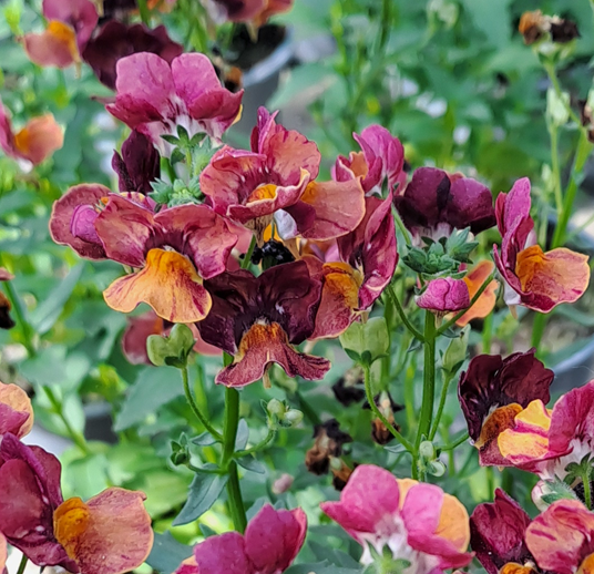 Köp Nemesia 'Orange Bicolor' 10,5cm kruka hos din trädgårds | Odla.nu