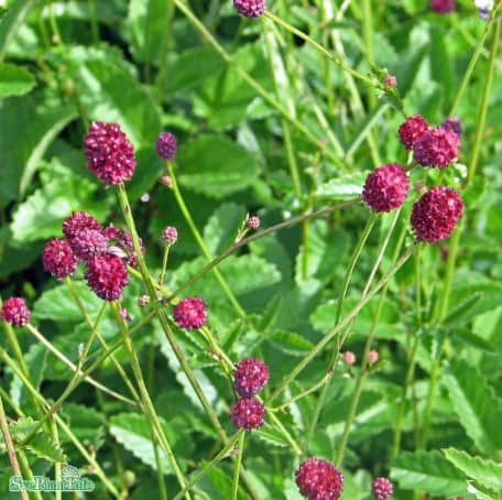 blodtopp-tanna-11cm-kruka-rets-perenn-2025-1