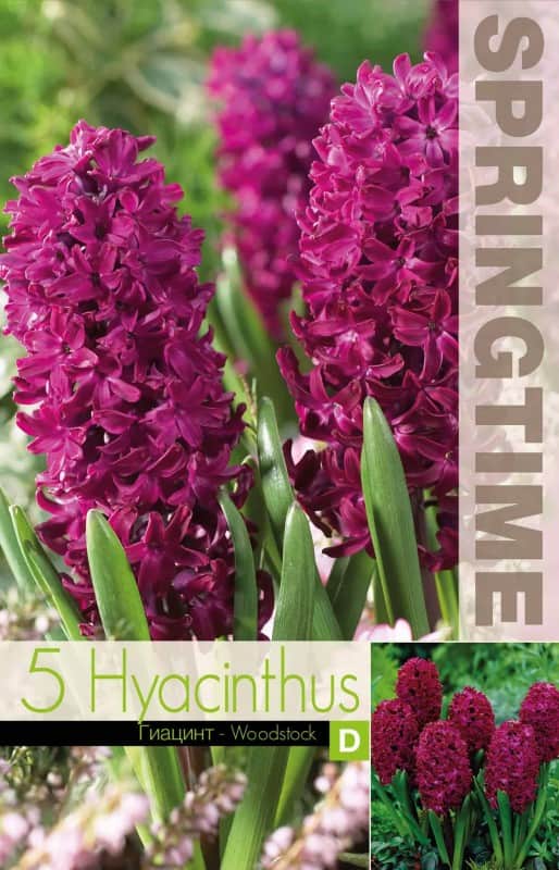 hyacint-woodstock-5st-3