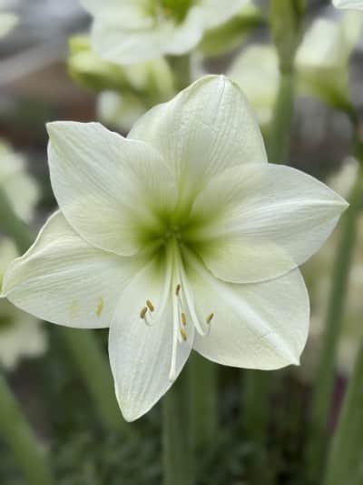 amaryllis-lemon-grandise-1st-1
