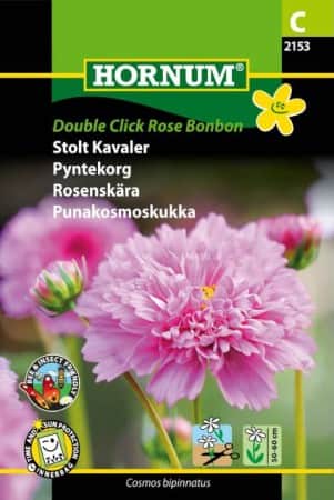 rosenskra-double-click-rose-bonbon-1