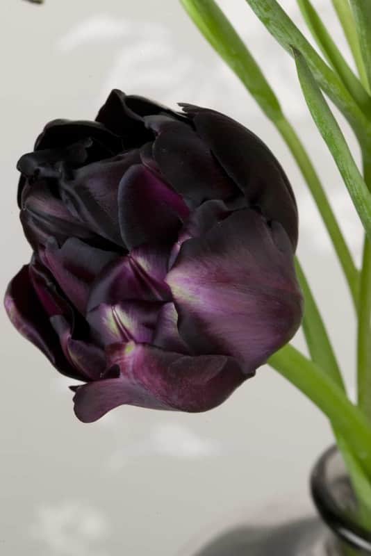 dubbel-sen-tulpan-black-hero-8st-1