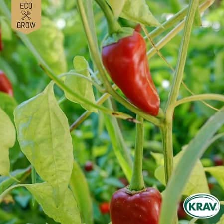 snackpaprika-piquillo-krav-mrkt-1