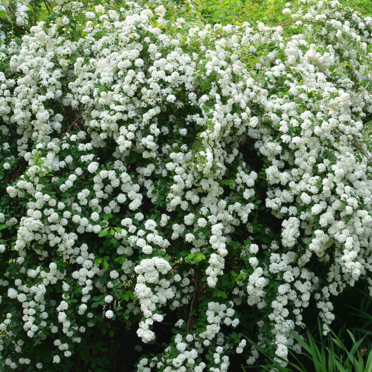 Bukettspirea (x vanhouttei) 10-pack i kruka