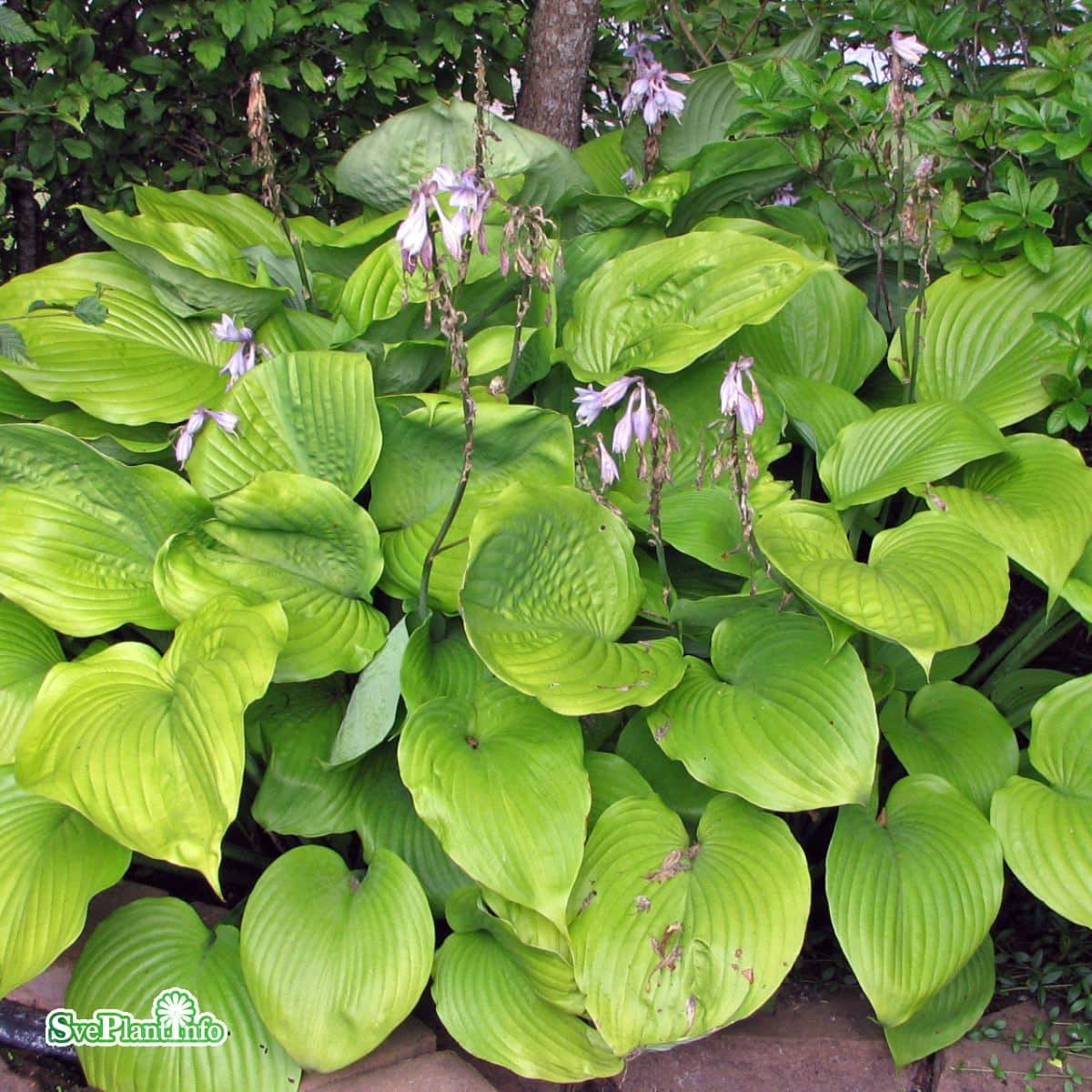 hosta-sum-and-substance-1st-barrotad-1