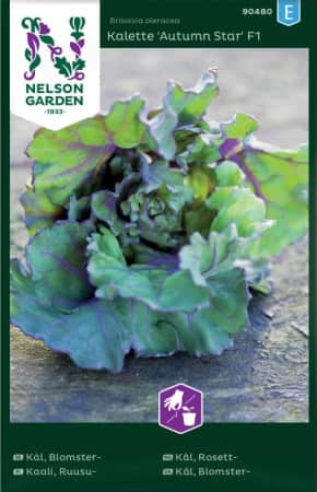 blomsterkl-autumn-star-1