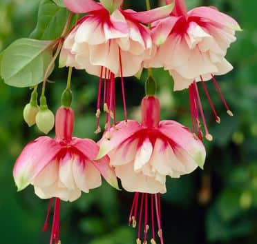 fuchsia-upprtt-el-camino-105cm-kruka-1