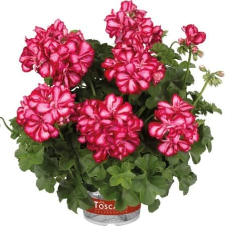 hngpelargon-toscana-lollipop-mariska-3st-stic-1
