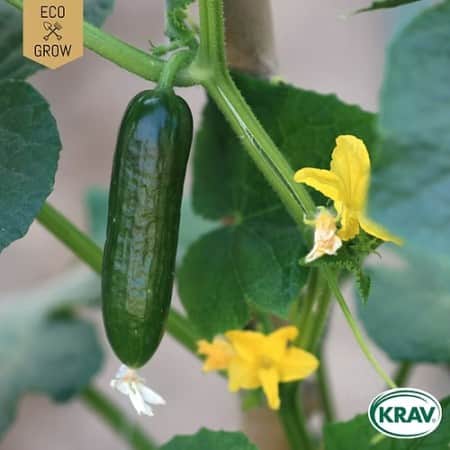 snackgurka-la-diva-krav-mrkt-1