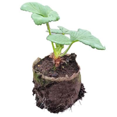 jordgubbe-honeoye-jumboplugg-4