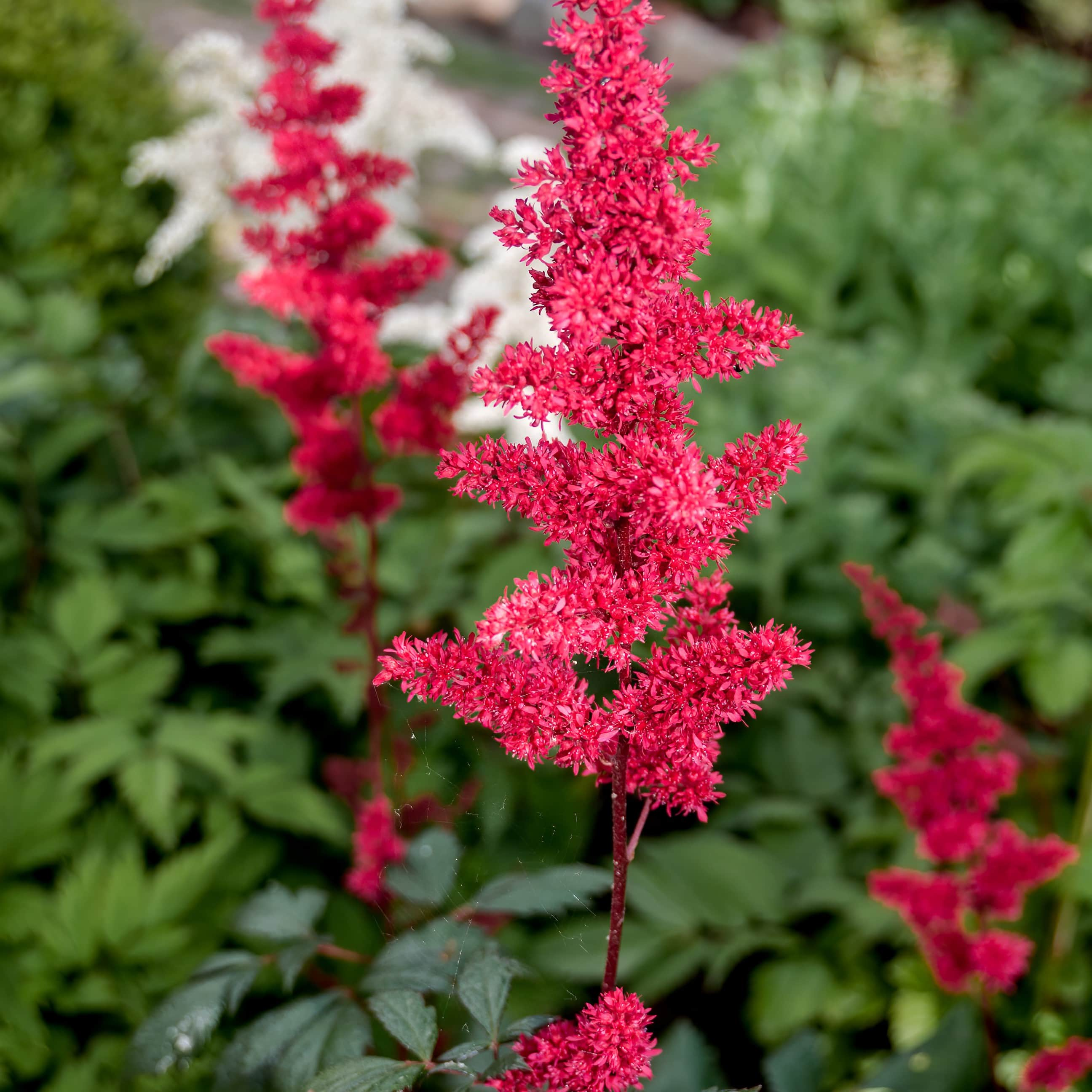 Astilbe Visions In Red