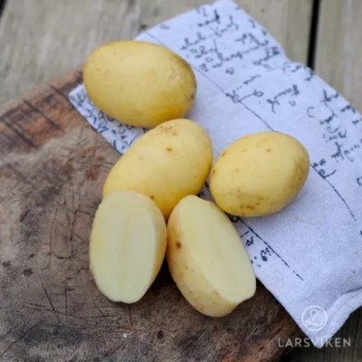 sttpotatis---annabelle-1kg-1