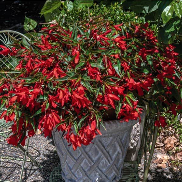 boliviabegonia-groovy-red-105cm-kruka-1