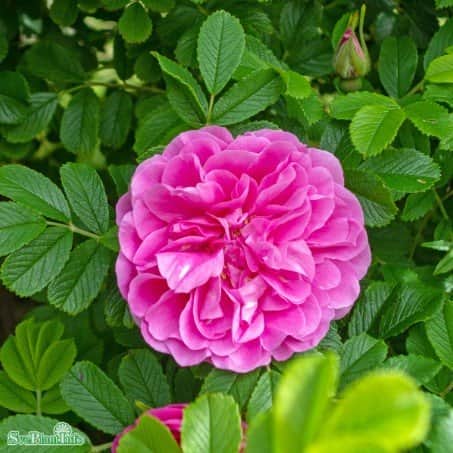 kanadensisk-ros-therese-bugnet-10-pack-barrot-1