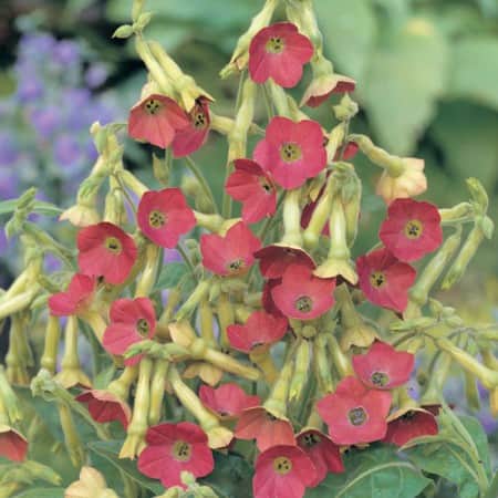 blomstertobak-baby-bella-antique-red-1