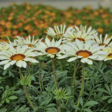 pfgelsblomster-big-kiss-white-flame-12cm-kruk-1