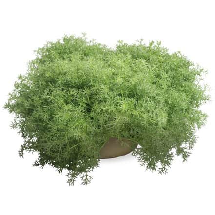 romersk-kamomille-treneague-1