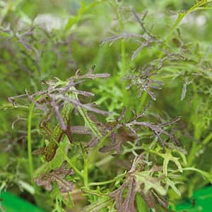 micro-leaf-bladsarepta-2