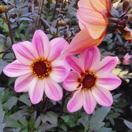 sommardahlia-mystic-dreamer-105-cm-kruka-1