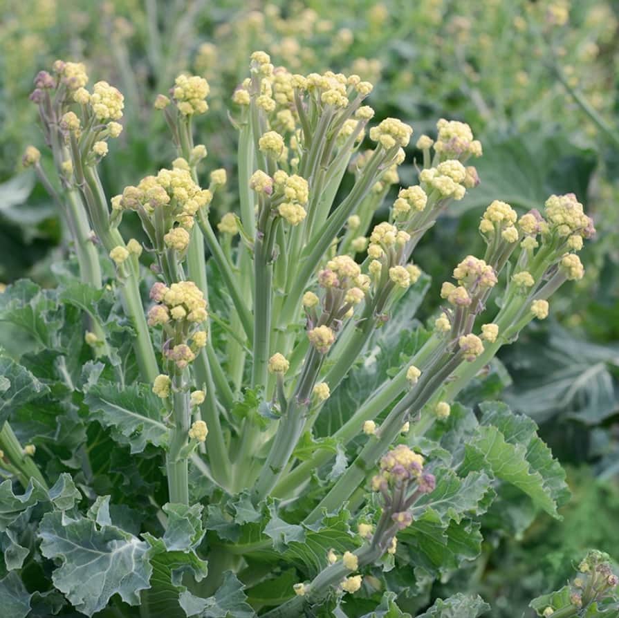 broccoli-white-sprouting-burbank-1